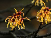 Hamamelis x intermedia 2016 01 23 8999